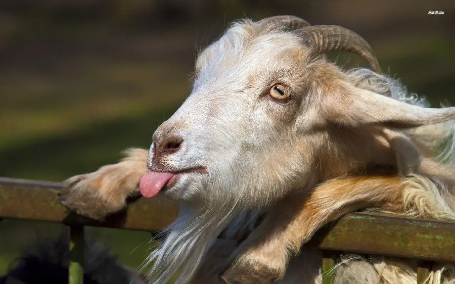 Download funny goat photo