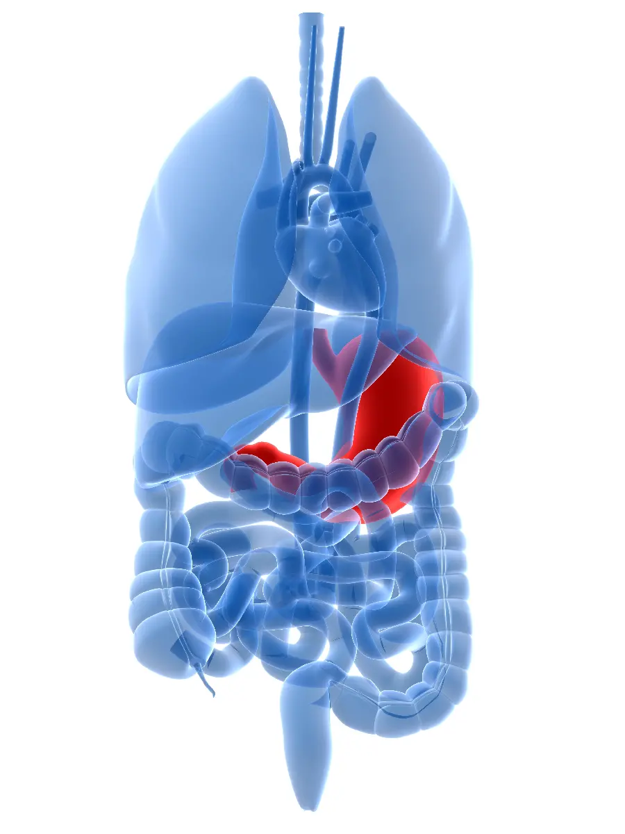 Internal Body Parts Photo for Medical Articles