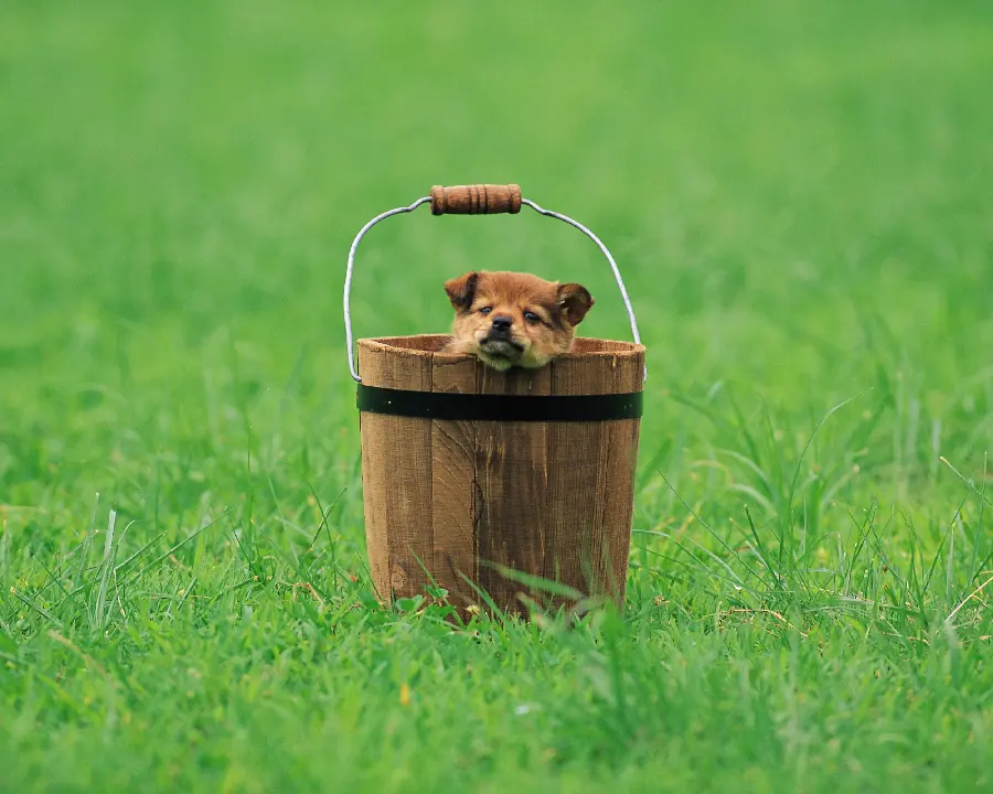 Dog and Cat Pets and the Best-Selling Pets