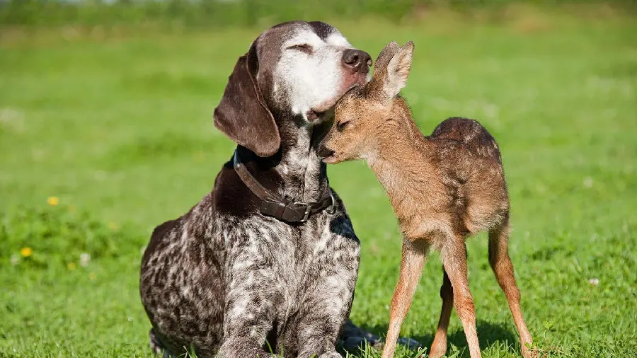 Photo of a baby deer next to a shaggy dog ​​in high quality and free