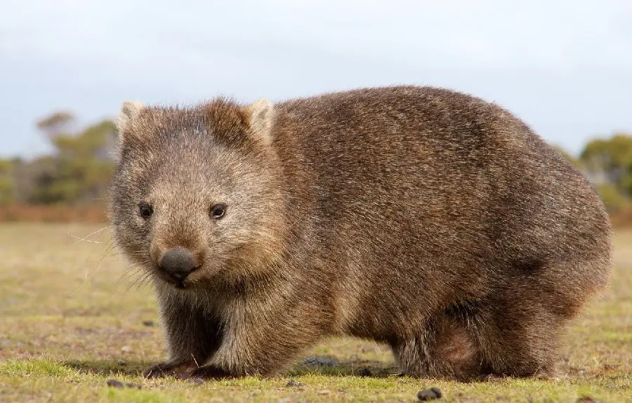 Australian animals in pristine nature