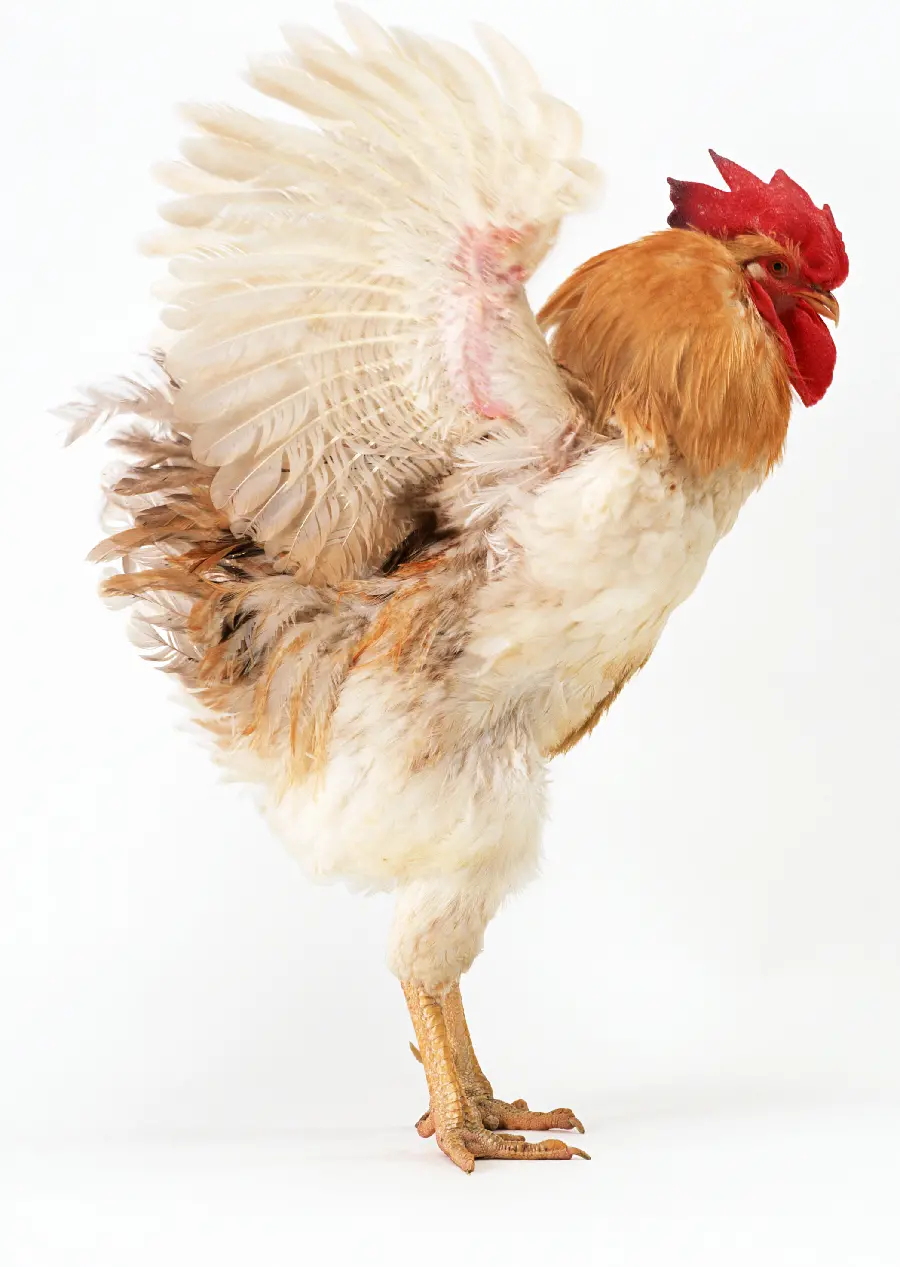 Rooster Profile Photo