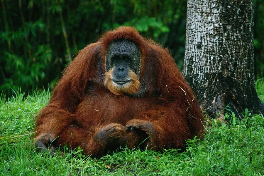 Funny picture of a fat and plump orangutan in the forest