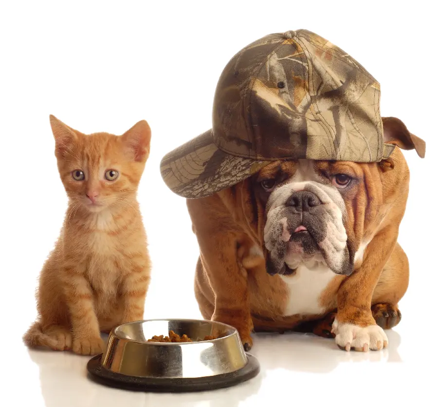 Cat and Dog Background