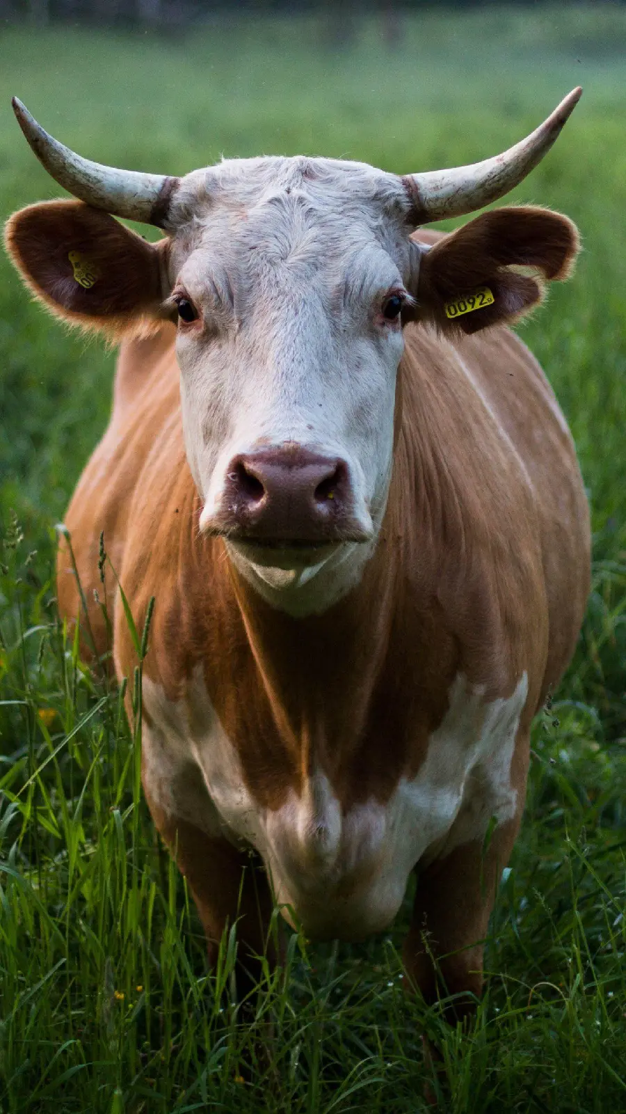 Horned cow photo for Instagram story