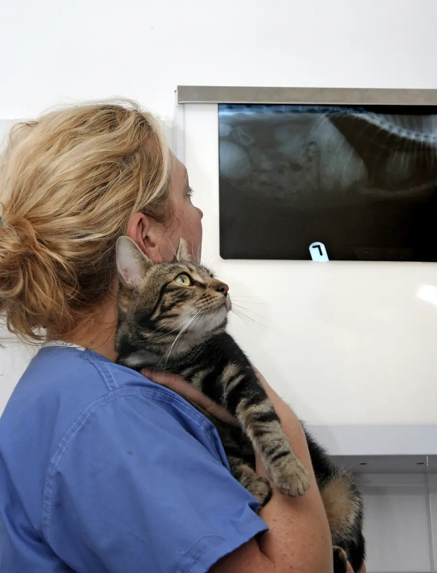 Stock image Widely used in veterinary medicine