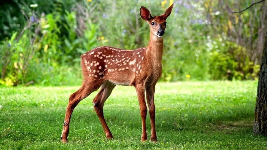 Picture of a baby deer known as a deer in pristine nature