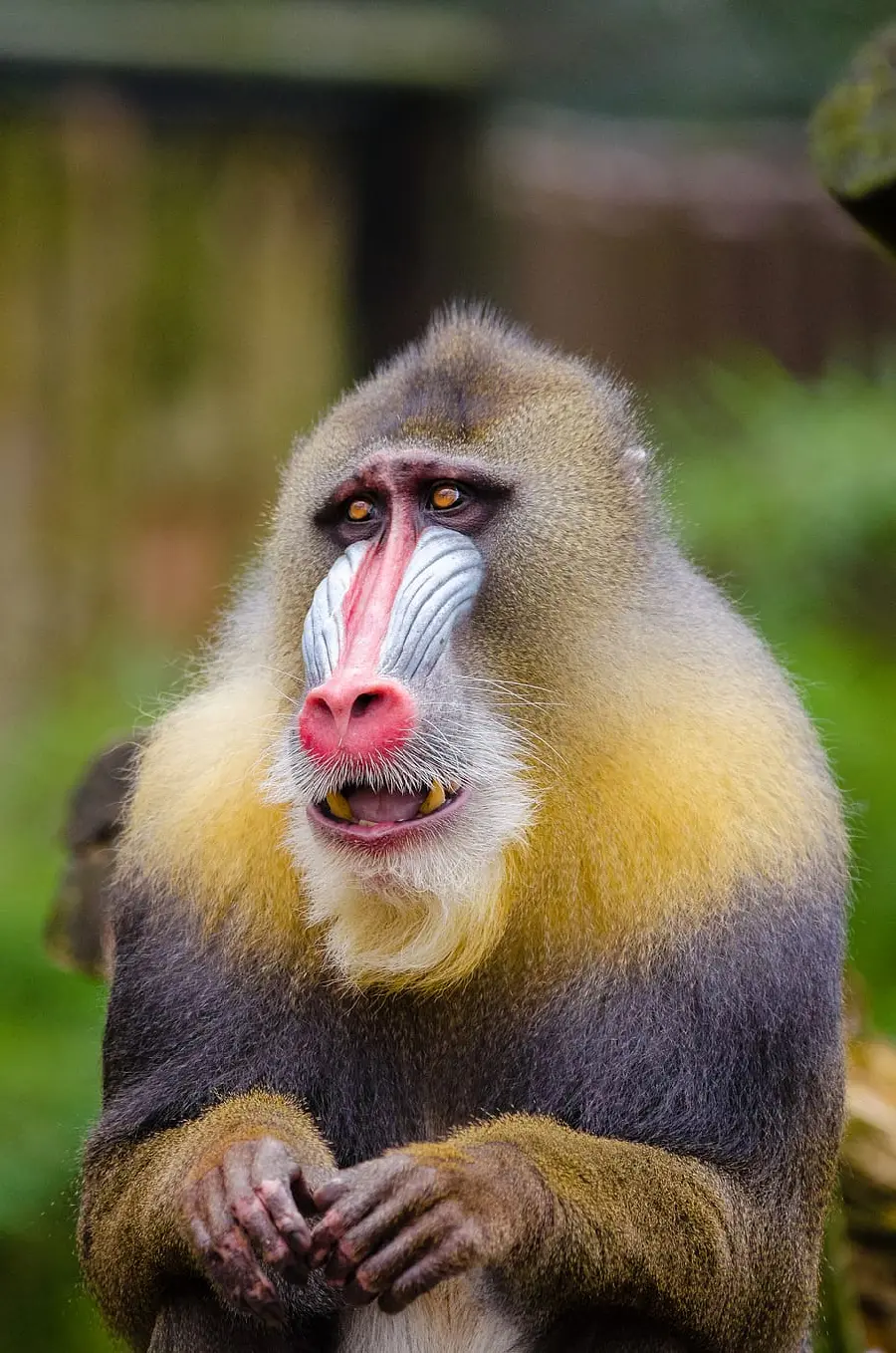 Wild baboon mobile wallpaper