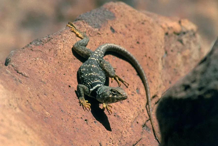 Lizard in wildlife documentary
