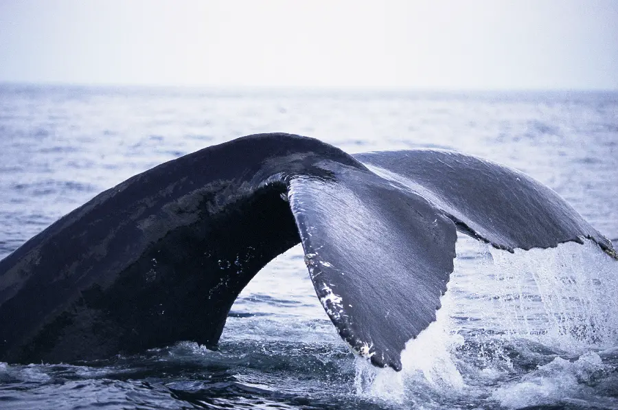 Great Whale in the Wild