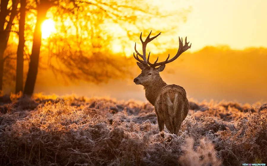 Real deer and sunset photo with big antlers