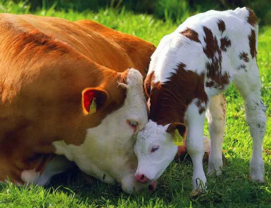 Real Photo of Calf and Mother Expressing Emotions to Each Other