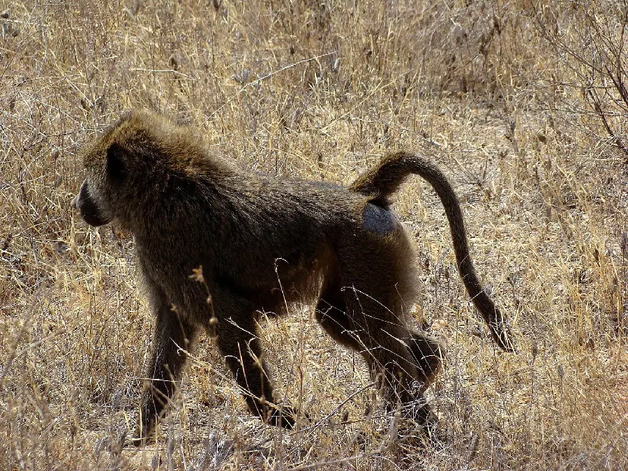 High Quality Photo of a Real Baboon in Nature