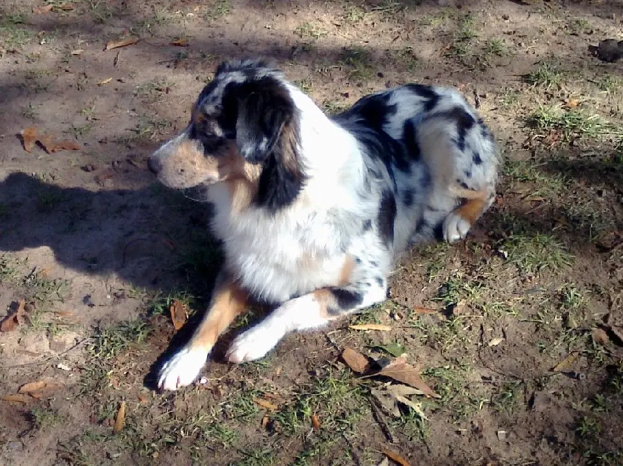 Adult Australian Shepherd dog sitting picture