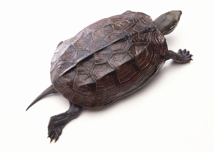 Turtle photo on white background