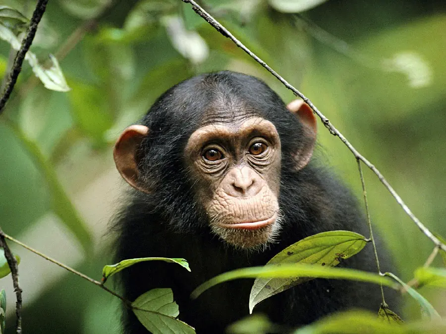Cute chimpanzee baby photo for profile in full HD quality