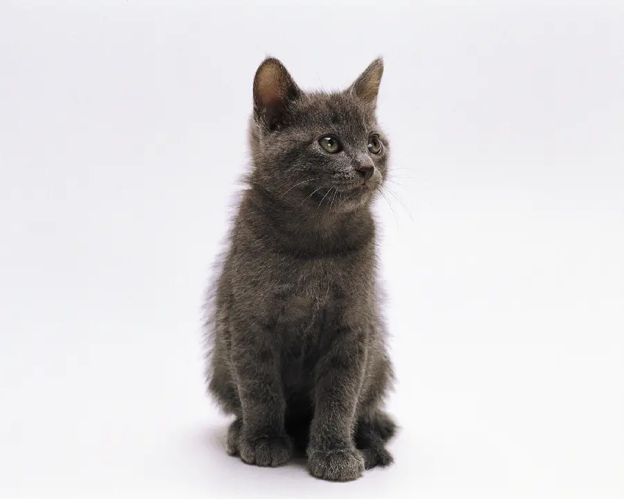 Cute and sweet cat and the best pictures of domestic and fantasy cats