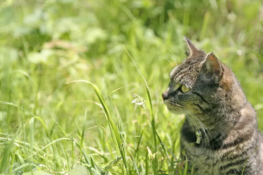 Beautiful and cute background photos of different cats 