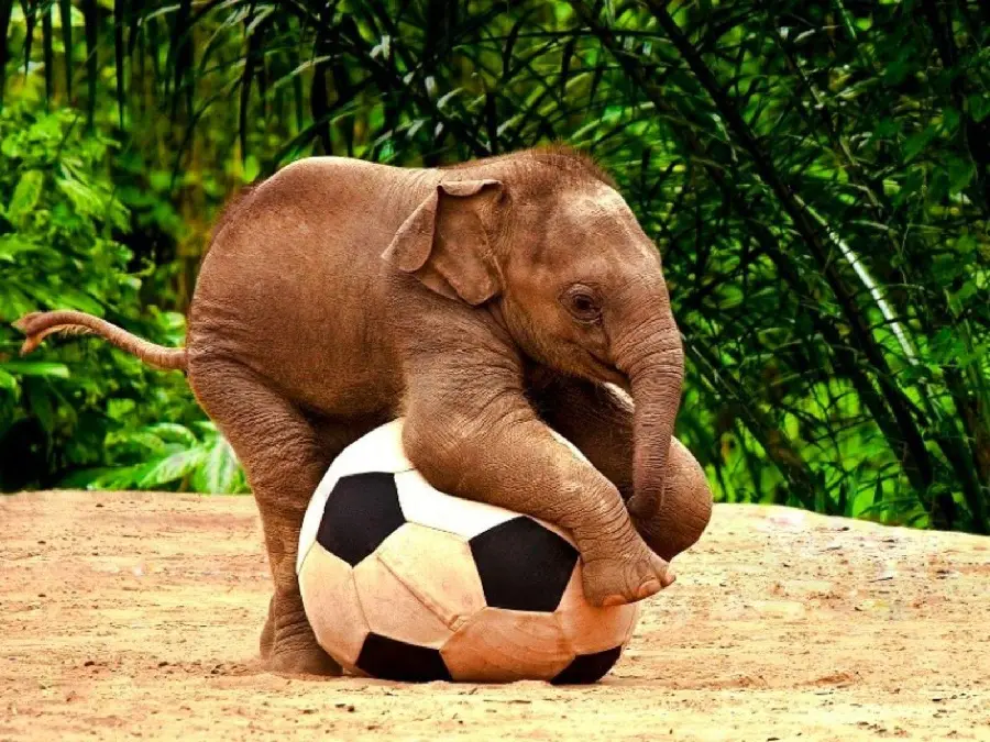 Funny and hilarious picture of a baby elephant playing with a ball