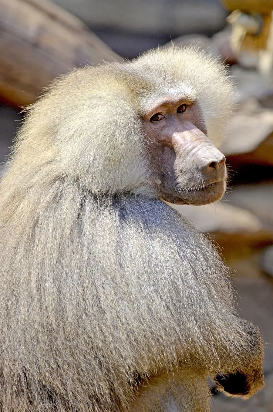 Funny photo of a baboon for the network Social