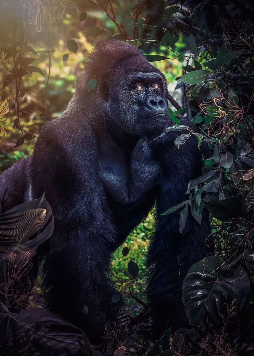 Silverback Gorilla Samsung iPhone Xiaomi Mobile Phone Wallpaper