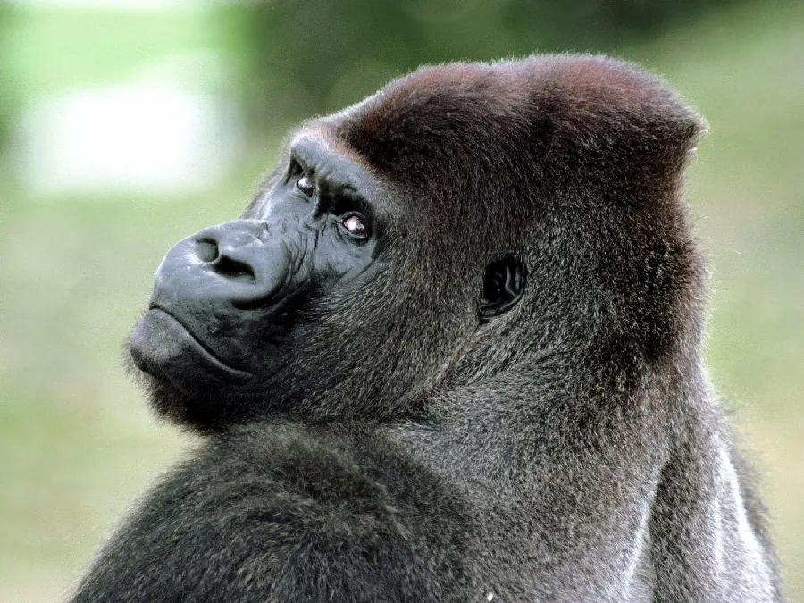 Cool Gorilla Looking at the Camera High Quality Photo