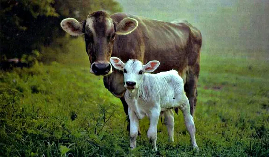 Cute and funny photo of cow and calf