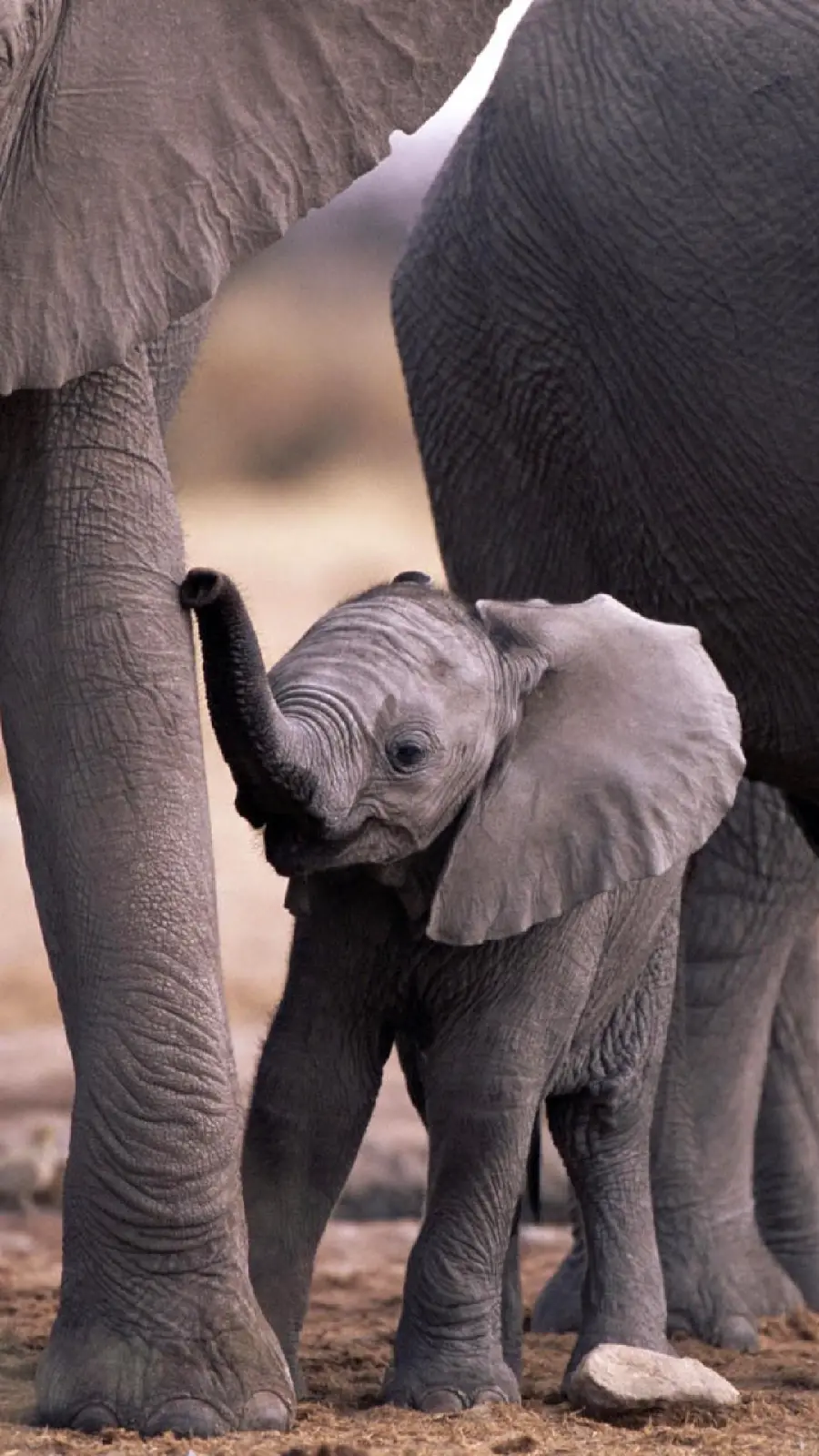 Download Cute and Funny Baby Elephant Image Real