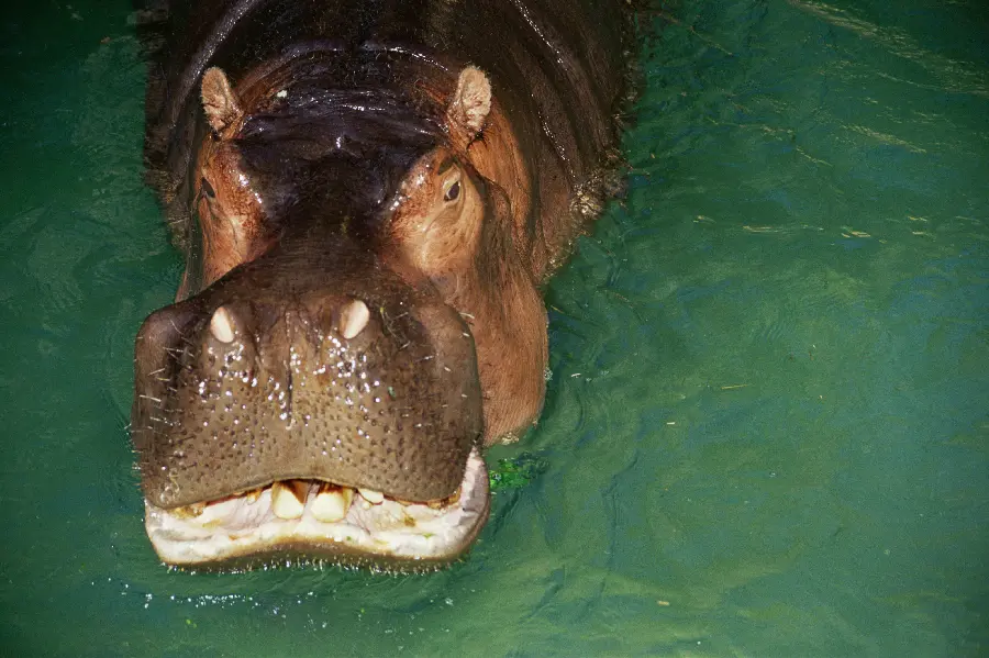 Hippopotamus in the wild