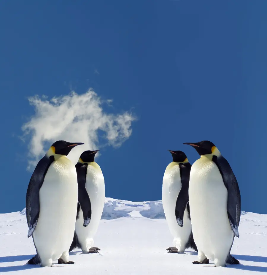 Penguin and Antarctic Animals Photos
