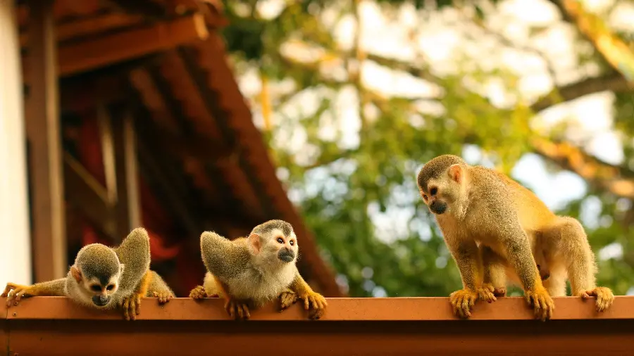 Double monkey photo