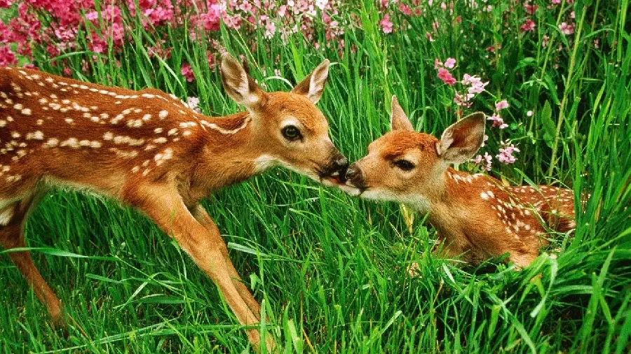 Free Download Playful Baby Deer