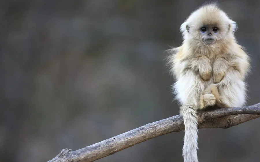 Awesome monkey picture with quality