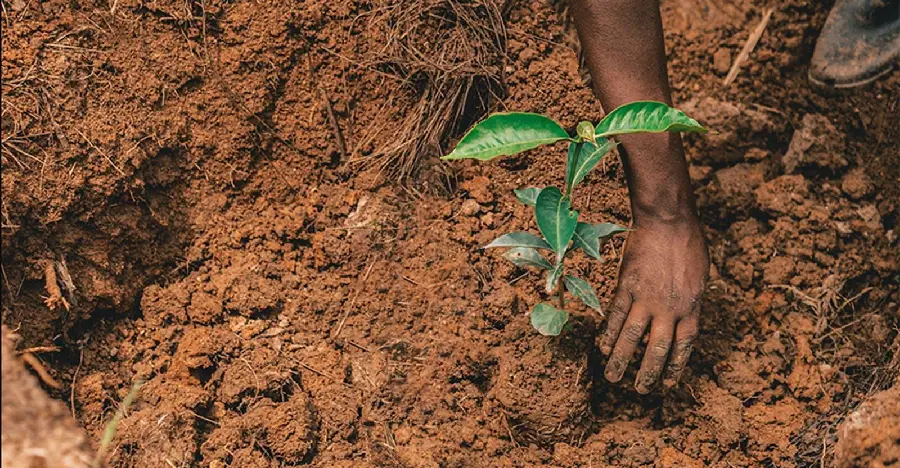 High quality photo of tree planting