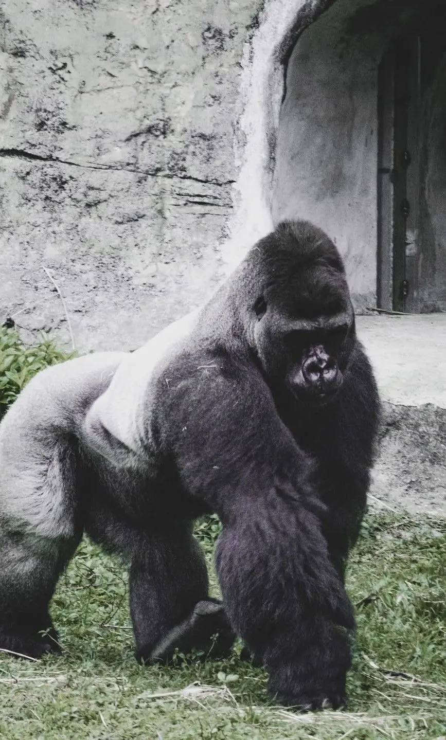 Free High Quality Silverback Gorilla Photo Download