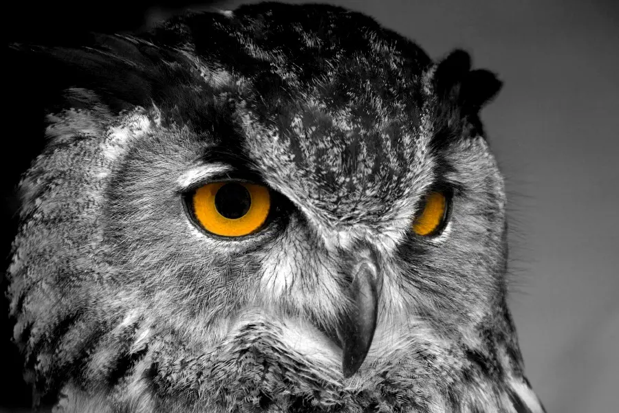 Wildlife Documentary Wallpapers