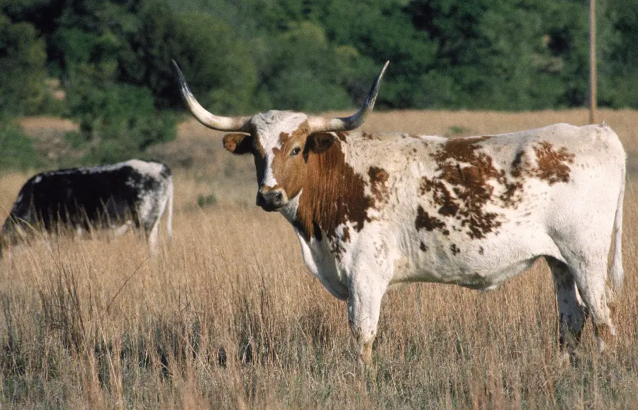Photo of a cow with long horns and milking animals