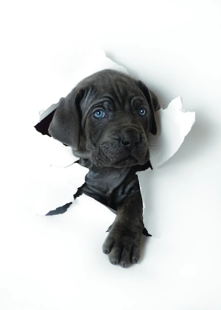 Beautiful Blue Eyed Dog Photo