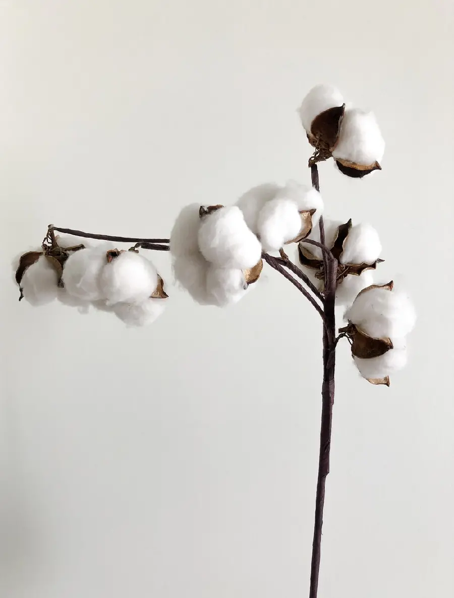 White cotton flower on white background For wallpaper and writing text