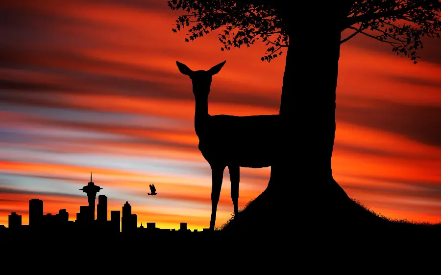 Real Deer Picture at Sunset Orange Colors