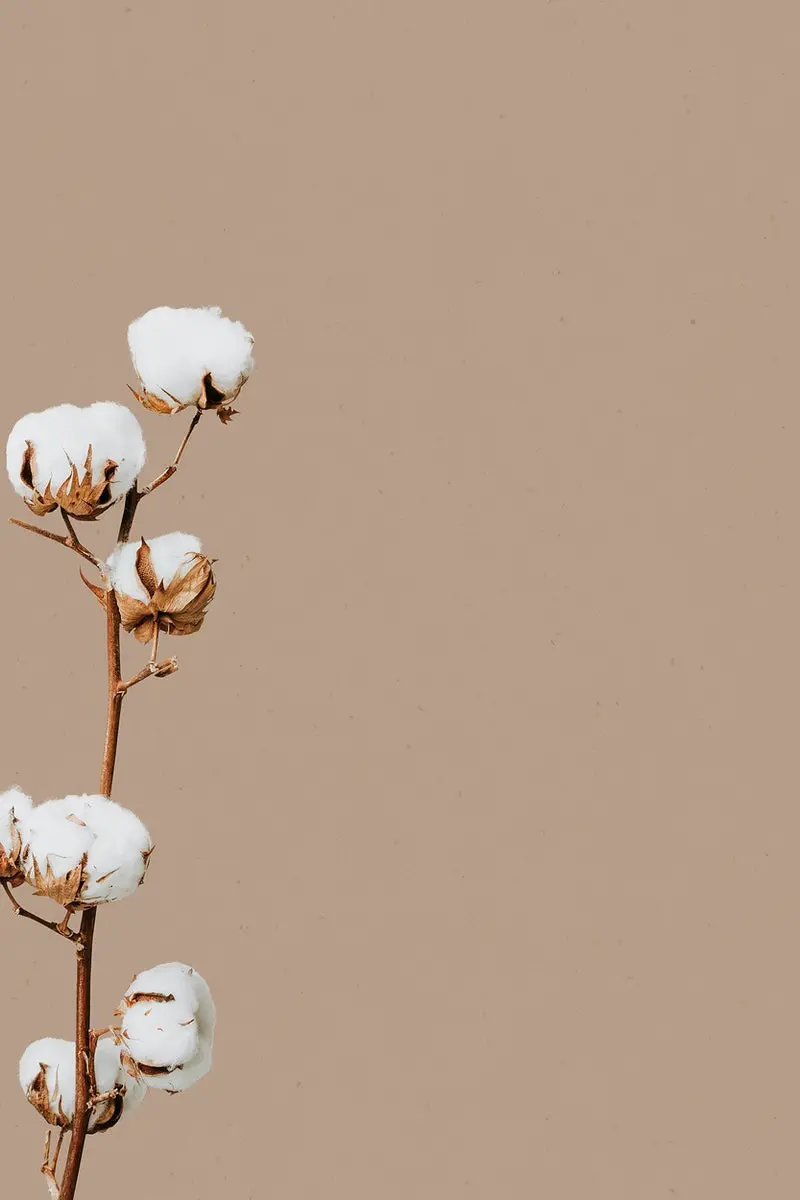 Download gray wallpaper for Samsung of cotton flower
