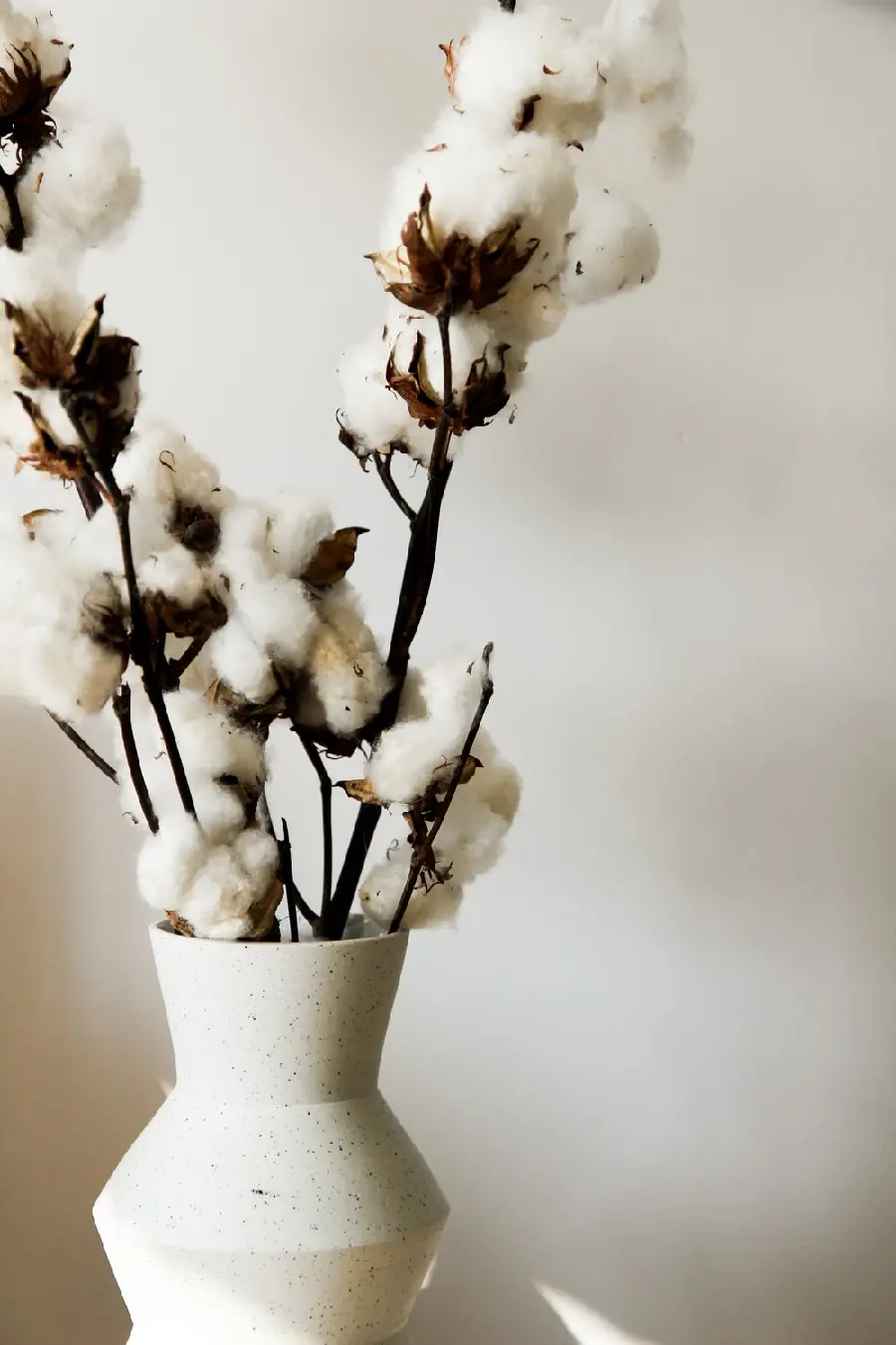 Using natural cotton flower in decoration and white vase, minimalist and simple design