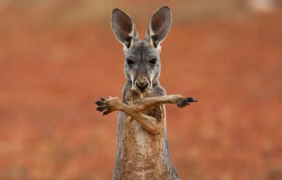 Australian Animals Funny Kangaroo Profile Picture