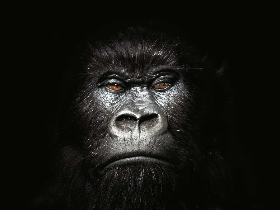 Black Angry Gorilla Picture