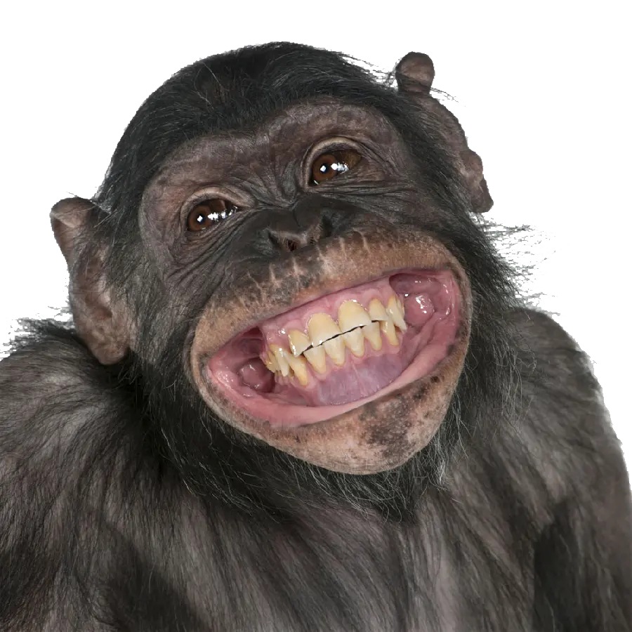 Chimpanzee profile photo