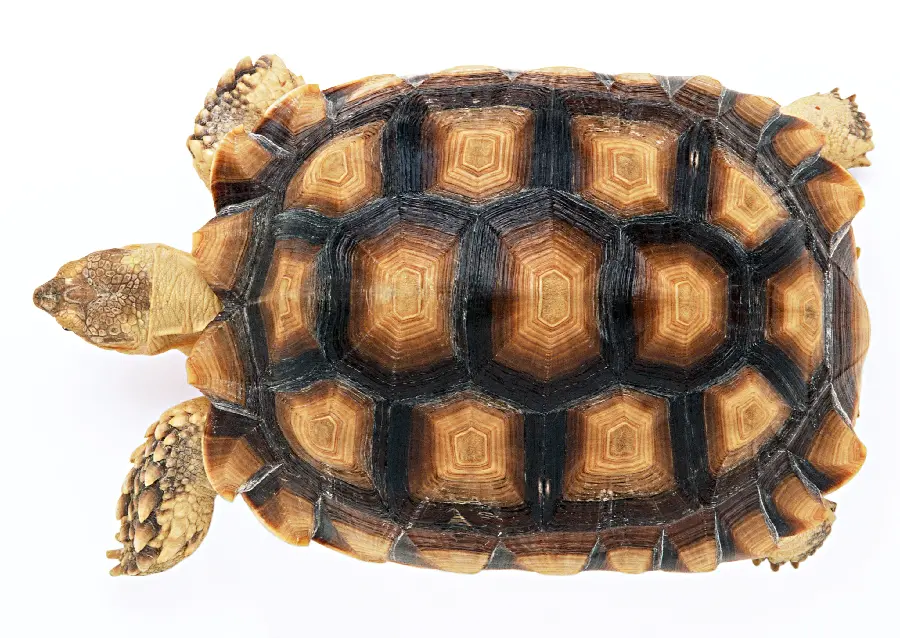 Turtle photo from the top of the shell