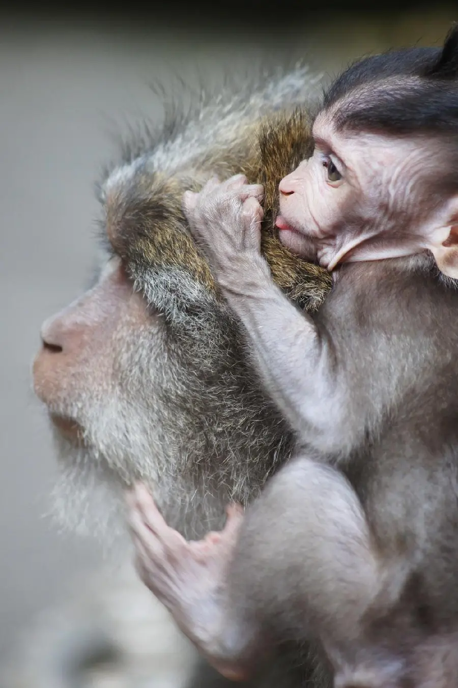 Baby Monkey Photo