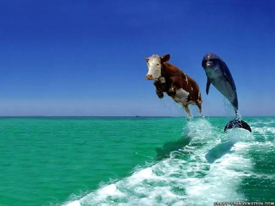 Funny Crazy Animal Cow Swimming Next to Dolphin