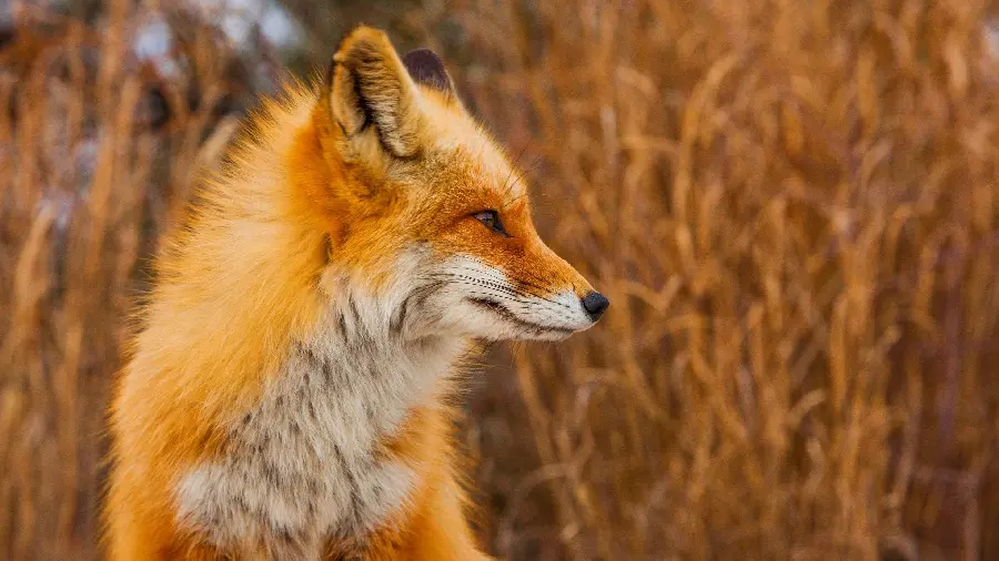 Dreamy Fox Background for Wall Poster Printing 