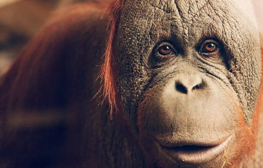 Orangutan photo suitable for Windows and desktop wallpaper